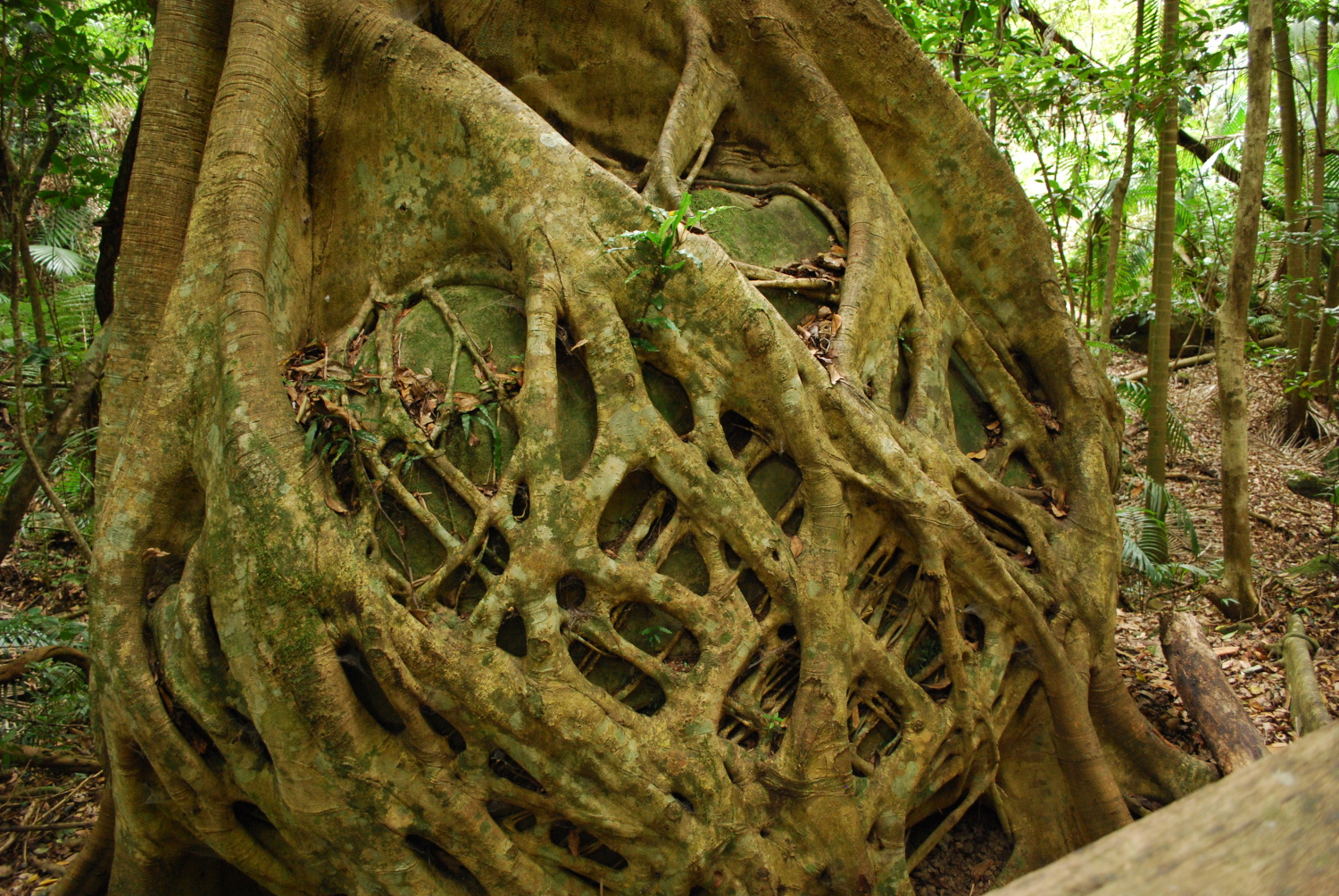 Strangler vines of the fig tree. Image: Wikimedia under